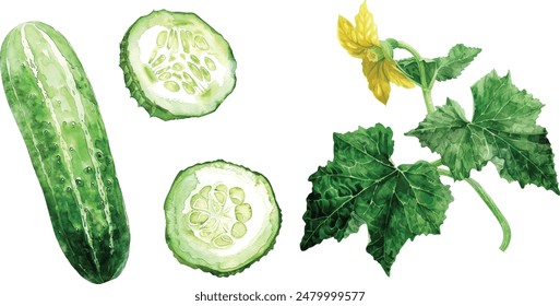 Cucumbers big set watercolor illustration isolated on white background