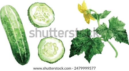 Cucumbers big set watercolor illustration isolated on white background