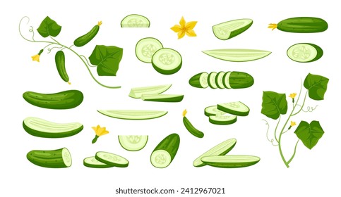 pepinos. colección de plantas vegetarianas de dibujos animados, nutrición natural orgánica, cosecha vegetariana de verduras verdes. colección de objetos de dibujos animados vectoriales.