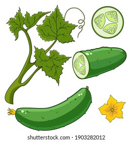 Cucumbers in color, isolated object on a white background, vector illustration