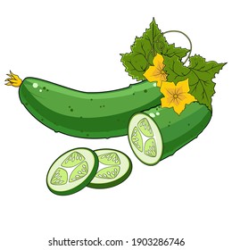 Cucumbers in color, isolated object on a white background, vector illustration