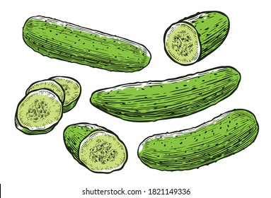 Cucumbers. Fresh vegetables, food vector illustration