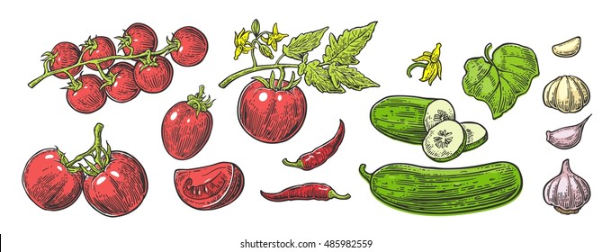 Cucumbers, Garlic, Chili and Tomato - whole, half, slices, leaf and flower. Isolated on the white background. Vector color hand drawn vintage engraving illustration for poster, label, menu, web.