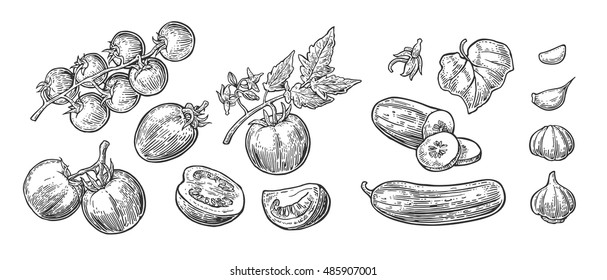 Cucumbers, Garlic and Tomato - whole, half, slices, leaf and flower. Isolated on the white background. Vector color hand drawn vintage engraving illustration for poster, label, menu, web.