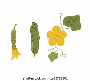 Cucumbers with green leaves of a stalk and a flower. Organic vegetables packaging design element. Agricultural product, seed design, isolated vector on white background. Illustration for printing 