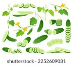 Cucumbers Green Vegetable Whole, Half and Sliced Big Vector Set