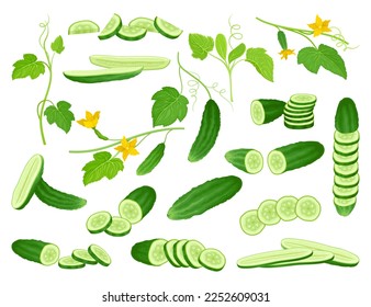 Cucumbers Green Vegetable Whole, Half and Sliced Big Vector Set