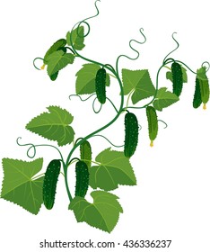Cucumbers growing on vines