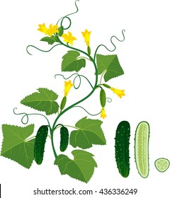 Cucumbers growing on vines