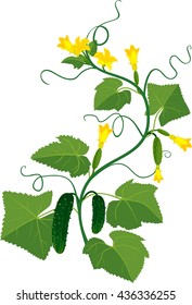 Cucumbers growing on vines