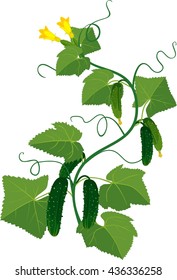 Cucumbers growing on vines