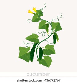 Cucumbers growing on vines