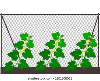 Cucumbers grown in the plot.