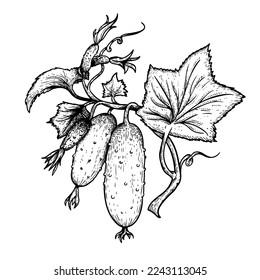Cucumbers hand drawn sketch style. Fresh farm market cucumbers with flowers and leaves. Detailed vector illustration isolated on white background.