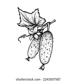 Cucumbers hand drawn sketch style. Fresh farm market cucumbers with flowers and leaves. Detailed vector illustration isolated on white background.