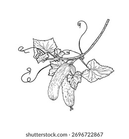 Pepinos penduram em um galho com folhas e flores, um esboço desenhado à mão. Ilustração vetorial. Vegetais rústicos frescos, o conjunto é isolado em fundo branco. O conceito de agricultura, nutrição saudável