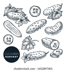 Cucumbers harvest sketch vector illustration. Green fresh salad vegetables. Hand drawn agriculture and farm isolated design elements.