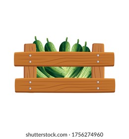 cucumbers inside box design, Vegetable organic food healthy fresh natural and market theme Vector illustration
