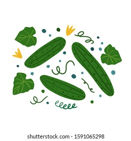 Cucumbers and leaves on a white background. Hand draw vegetable print. Vector illustration.