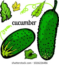 Cucumbers and leaves of vegetables on a white background

