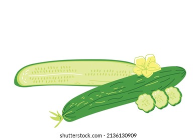 Los pepinos son largos y lisos en su totalidad y en rodajas. Hortalizas de jardín para ensaladas y dieta. Ilustración vectorial en fondo blanco