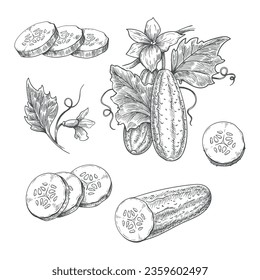 Los pepinos escogen el boceto grabado. Cultivos dibujados a mano plantan rodajas de flores hojas enteras ingredientes botánicos, grabando picadura botánica de jardín cocina vectorial imagen vectorial