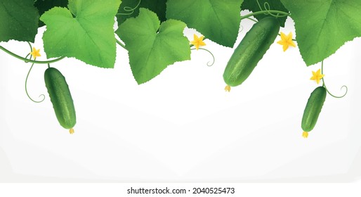 Cucumbers realistic composition with empty space and top view of cucumber plant with leaves and flowers vector illustration