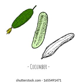 Cucumbers. Vector cartoon illustrations. Isolated objects on a white background. Hand-drawn style.