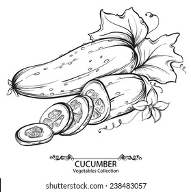 Cucumbers. Vector hand drawn vegetables isolated on white background