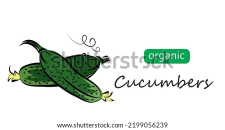 Cucumbers vector illustration. Art illustration organic cucumbers.