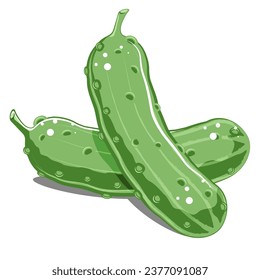 Cucumbers vector illustration on white background