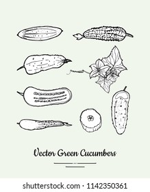 Pepinos vegetal isolado mantimentos vetor conjunto para cartaz, modelo de etiqueta. Ilustração desenhada à mão de linha de comida fresca. Pepino preto branco esboço legumes isolados, cartaz vegetariano, restaurante.