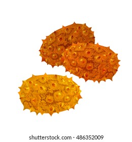 Cucumis metulifer. Kiwano or horned melon with slices. Isolated objects. vector illustration on white background. 