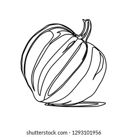 cucurbita contour vector illustration