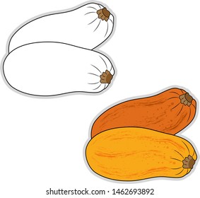 Cucurbita maxima, illustration, vector on white background.