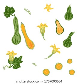 Cucurbita Moschata Vector Illustration Set. Green Pumpkin Isolated, Whole Pumpkin, Sliced, Cut Into Pieces, Squash Flower, Rings, Vine Collection. Design Template