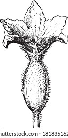Cucurbits female melon flower, From the Dictionary of Word and Things, 1888.