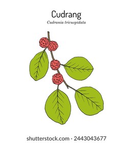 Cudrang or Silkworm Thorn, or Storehousebush (Cudrania or maclura tricuspidata), edible and medicinal plant. Hand drawn botanical vector illustration