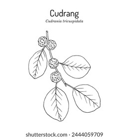 Cudrang or Silkworm Thorn, or Storehousebush (Cudrania or maclura tricuspidata), edible and medicinal plant. Hand drawn botanical vector illustration