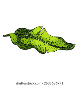 cozinha bananeira folha desenhada à mão. biodegradável ecofriendly, embalagem de placa, decoração ayurveda cozinha bananeira folha esboço vetor.