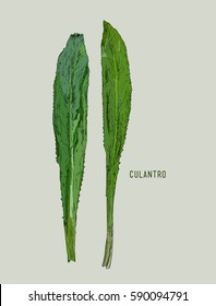 Culantro illustration vector , Hand drawn sketch line art of Herb . Gardening ingrediant food.