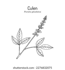 Culen (Psoralea glandulosa), edible and medicinal plant. Hand drawn botanical vector illustration