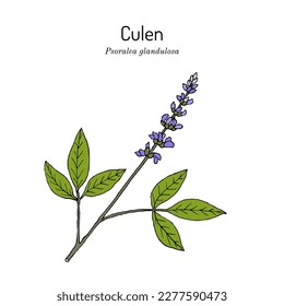 Culen (Psoralea glandulosa), edible and medicinal plant. Hand drawn botanical vector illustration