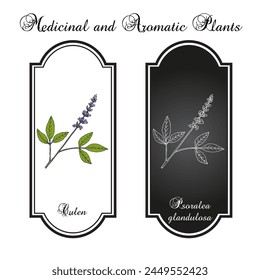 Culen (Psoralea glandulosa), edible and medicinal plant. Hand drawn botanical vector illustration