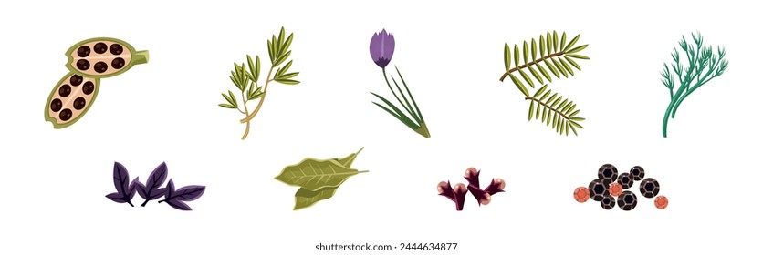 Culinary Aromatic Herbs and Condiment Flat Vector Set