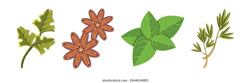 Culinary Aromatic Herbs and Condiment Flat Vector Set
