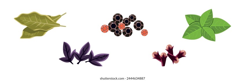 Culinary Aromatic Herbs and Condiment Flat Vector Set