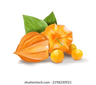 Culinary component of physalis. Vector illustration.