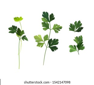 Culinary herb, green fresh parsley leaves