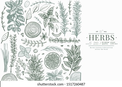 Culinary herbs banner template. Hand drawn botanical illustration. Engraved style. Vintage food background.